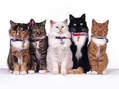 Fancy Felines